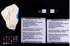 Foto (Objket + Etiketten) von Culmenformosa triastrixosa (Robins, Feldmann & Schweitzer, 2013) 